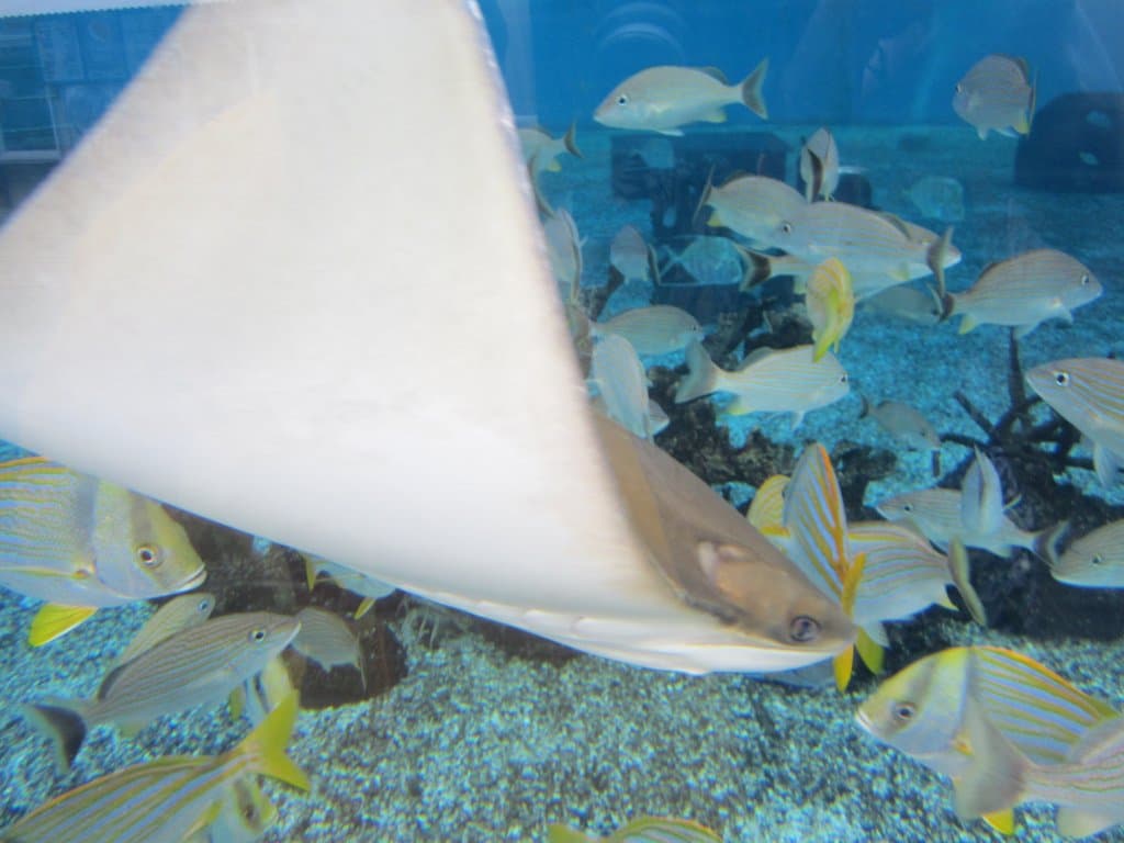 St. Augustine Aquarium