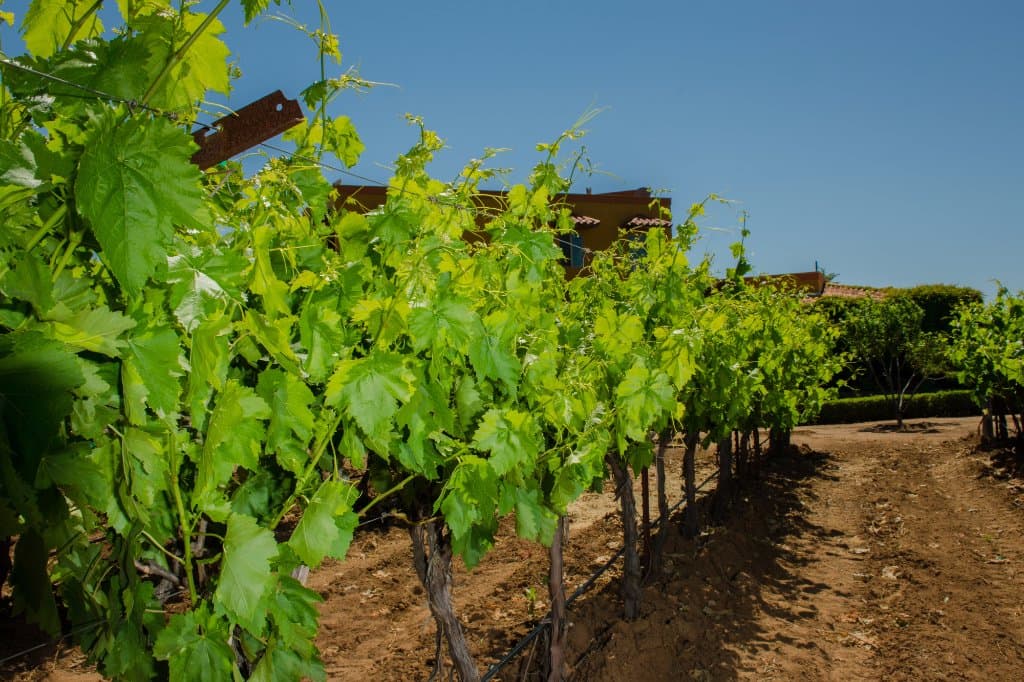 Vinicola Emevé