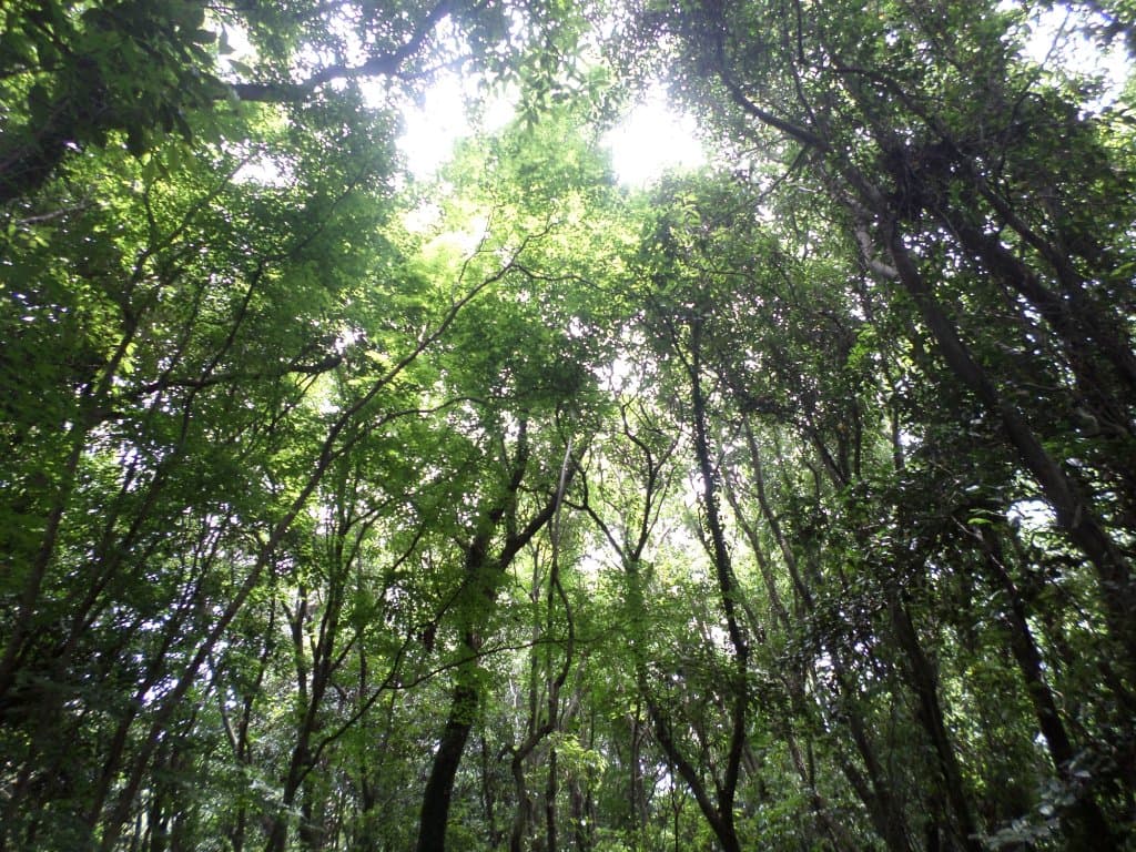 Seonheul Gotjawal Park