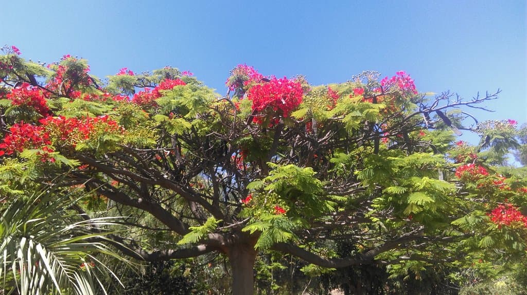 Huge Flamboyant Flame Tree