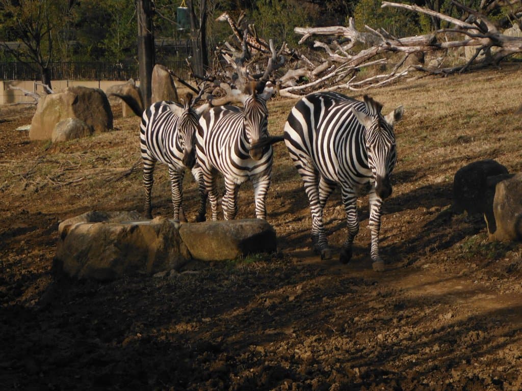よこはま動物園ズーラシア(シマウマ)