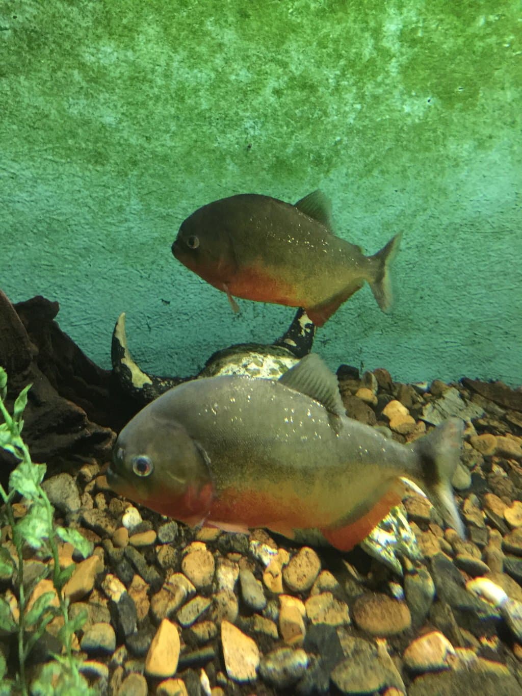 National Park Aquarium