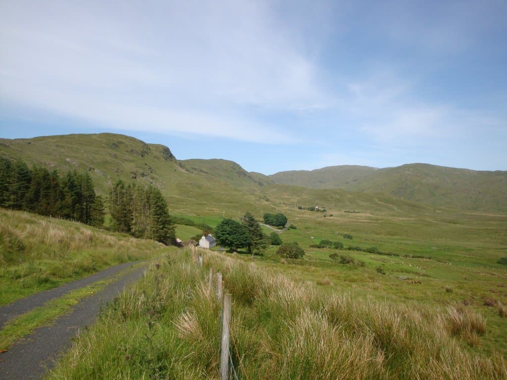 the grass in the middle of the road