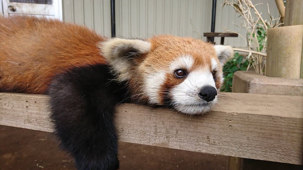 Ichikawa Zoological and Botanical Garden