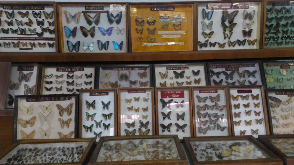 Collection of butterflies