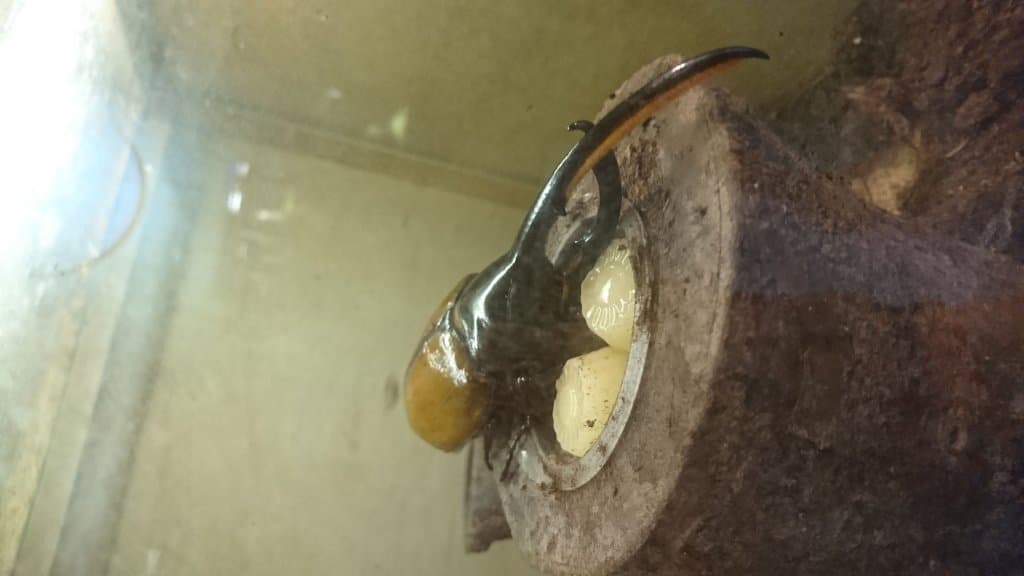 For insect fans and collectors 
It was interesting to see the throngs of enthusiasts wanting to 