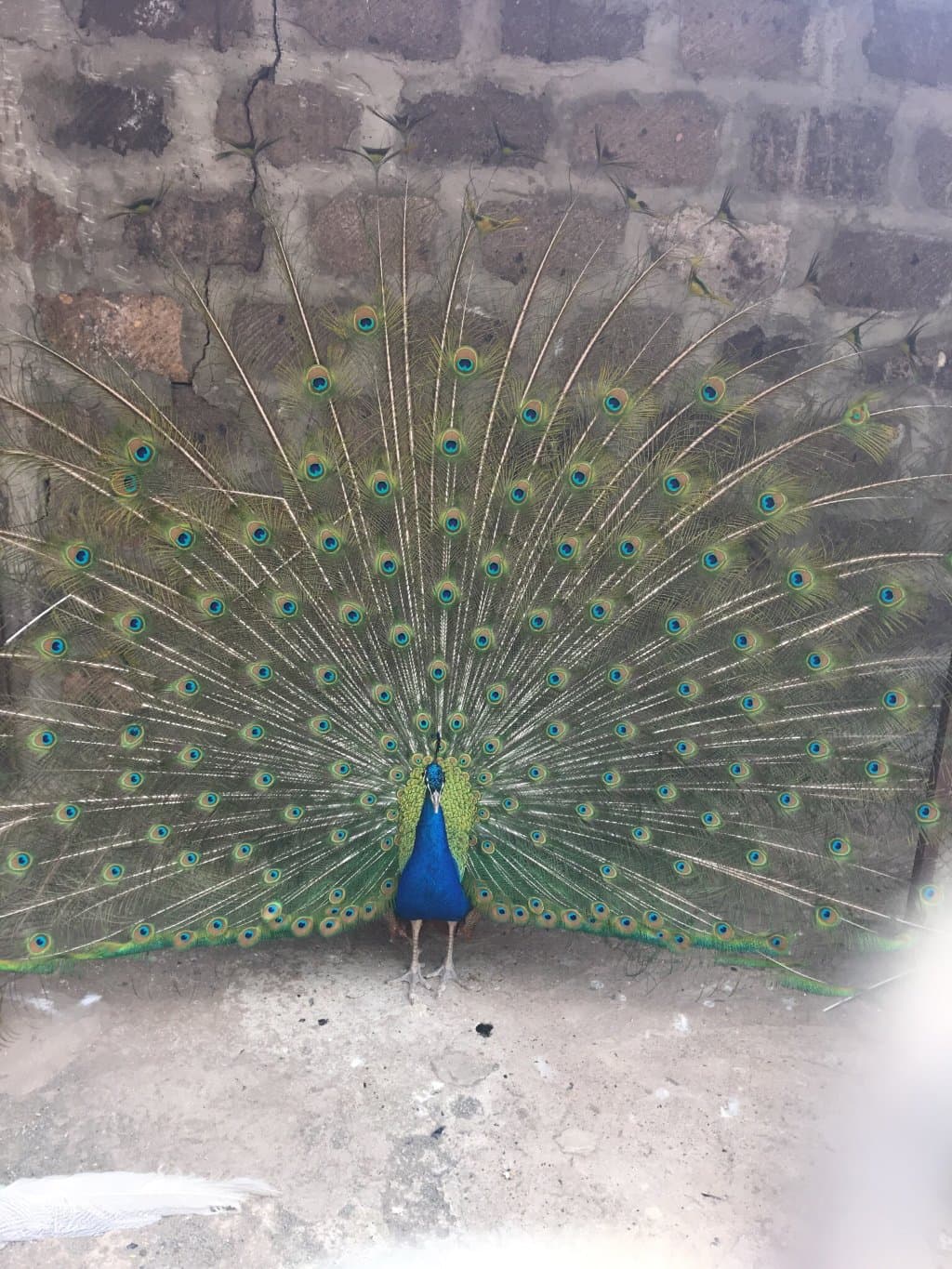 Yerevan Zoo
