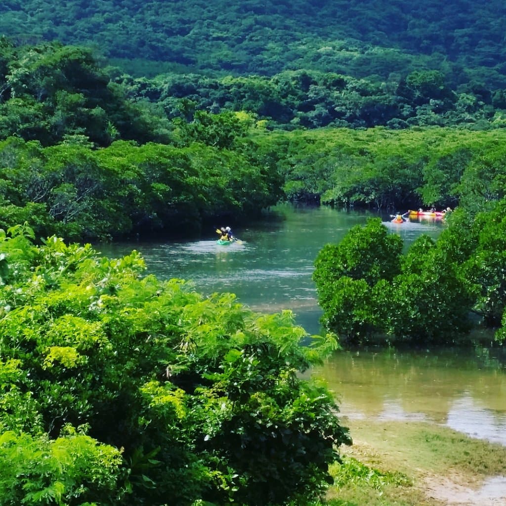 Miyara River Mangrove Forest