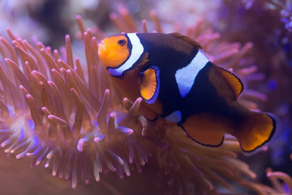Visit the London Aquarium