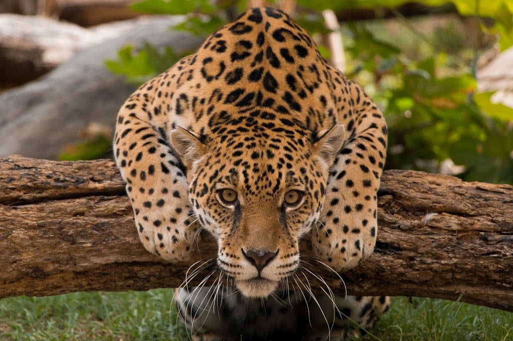Jaguar, Panthera onca. El mimado del Zoológico