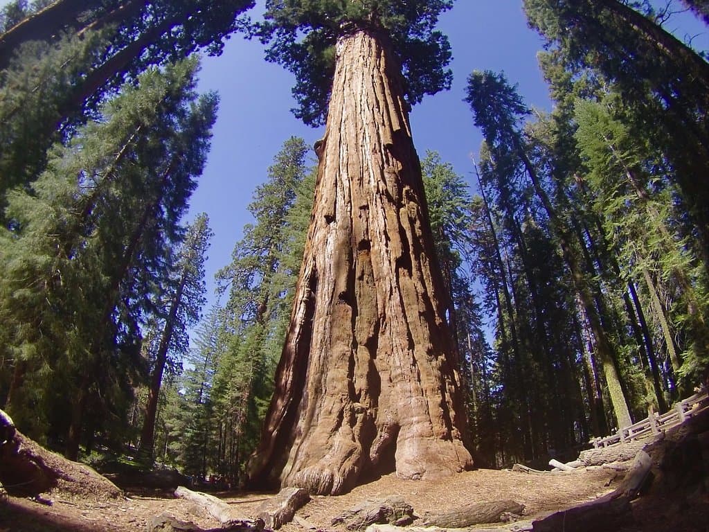 Giant Forest Sequoia National Park