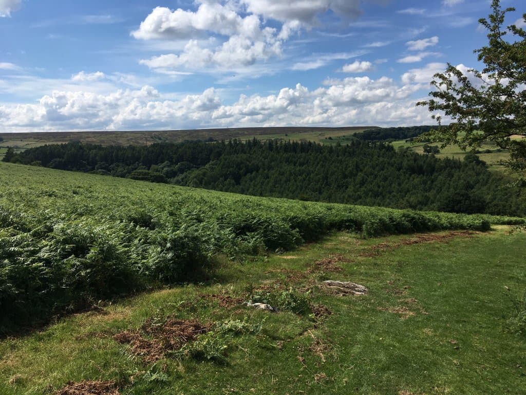 Farndale Daffodil Walk