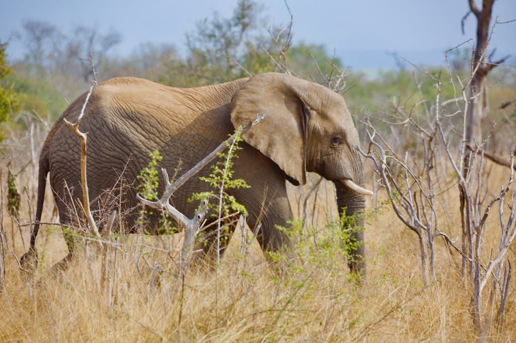 Beautiful elephant