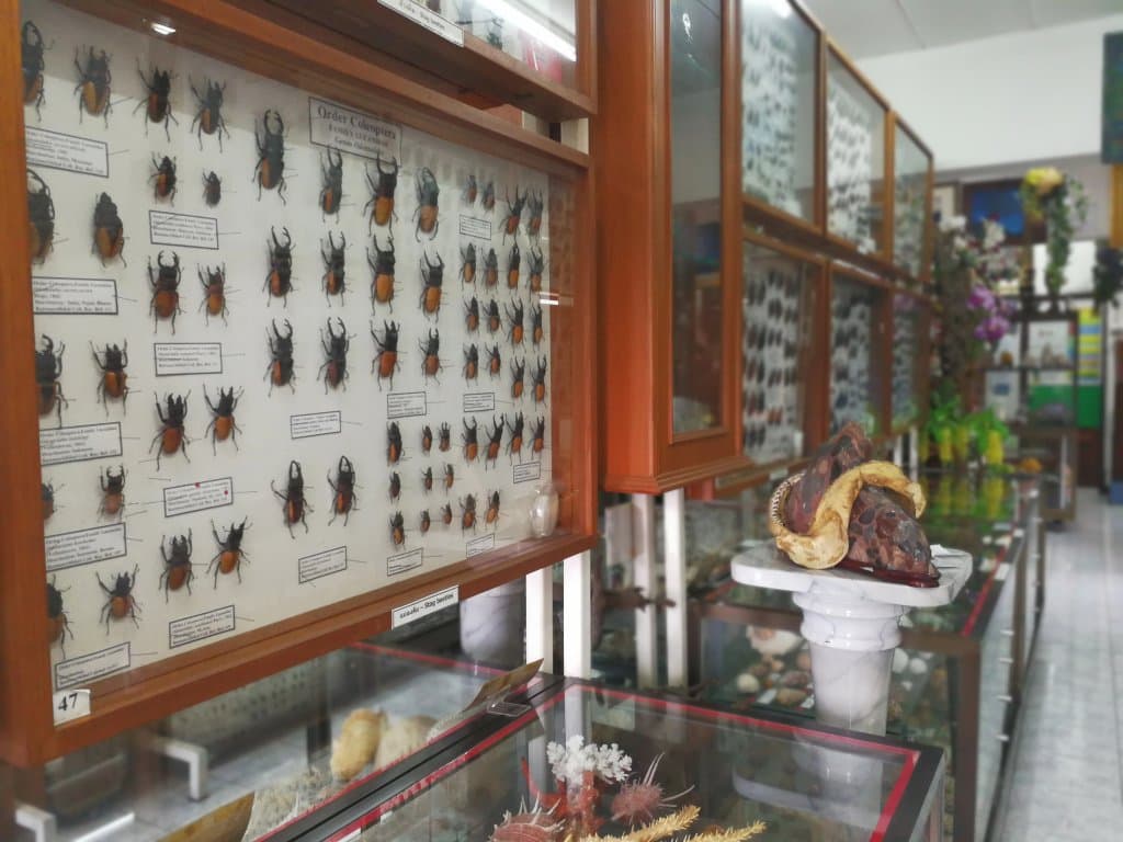 非常迷你的一座博物馆  展出内容包括 昆虫 化石   贝类  矿石  ，2层共计400平米左右。