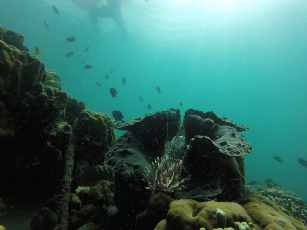 Giant Clam Sanctuary Talikud