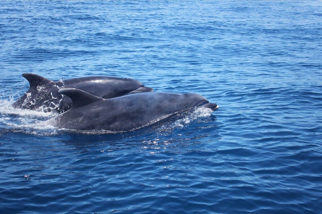 getlstd_property_photo