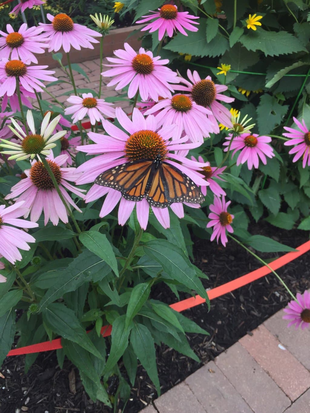 Beech Creek Botanical Garden and Nature Preserve