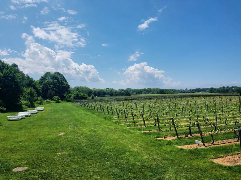 Vineyard