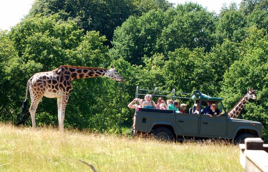 Giraffer på savannen