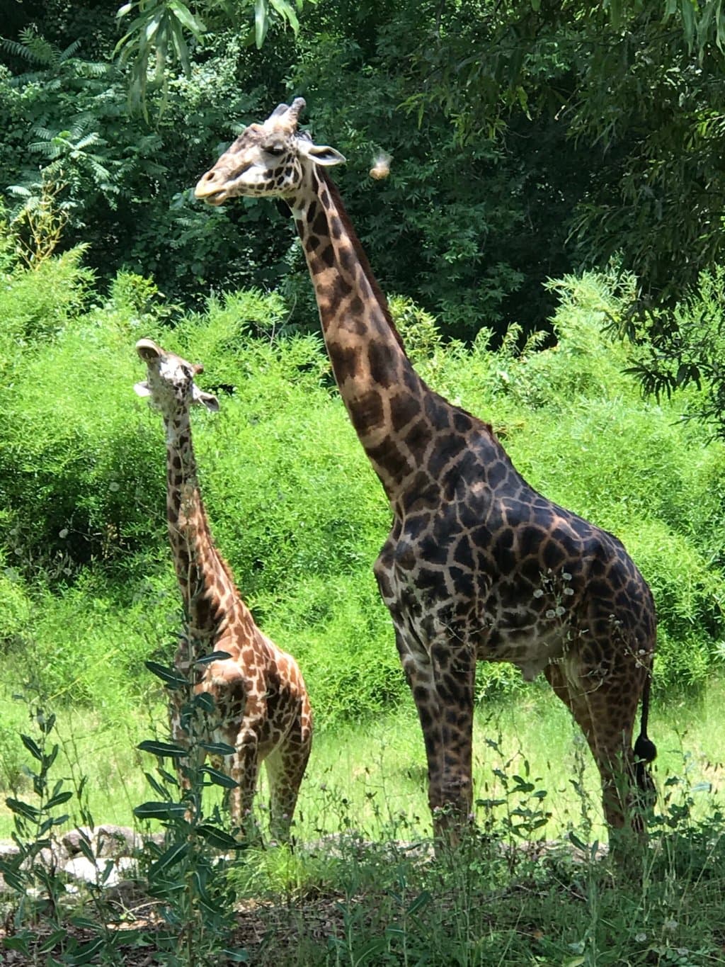 Greenville Zoo