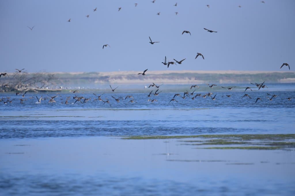 More Waders (Ducks, Cormorants, Gulls)