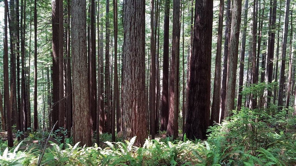 LOTS of redwoods!