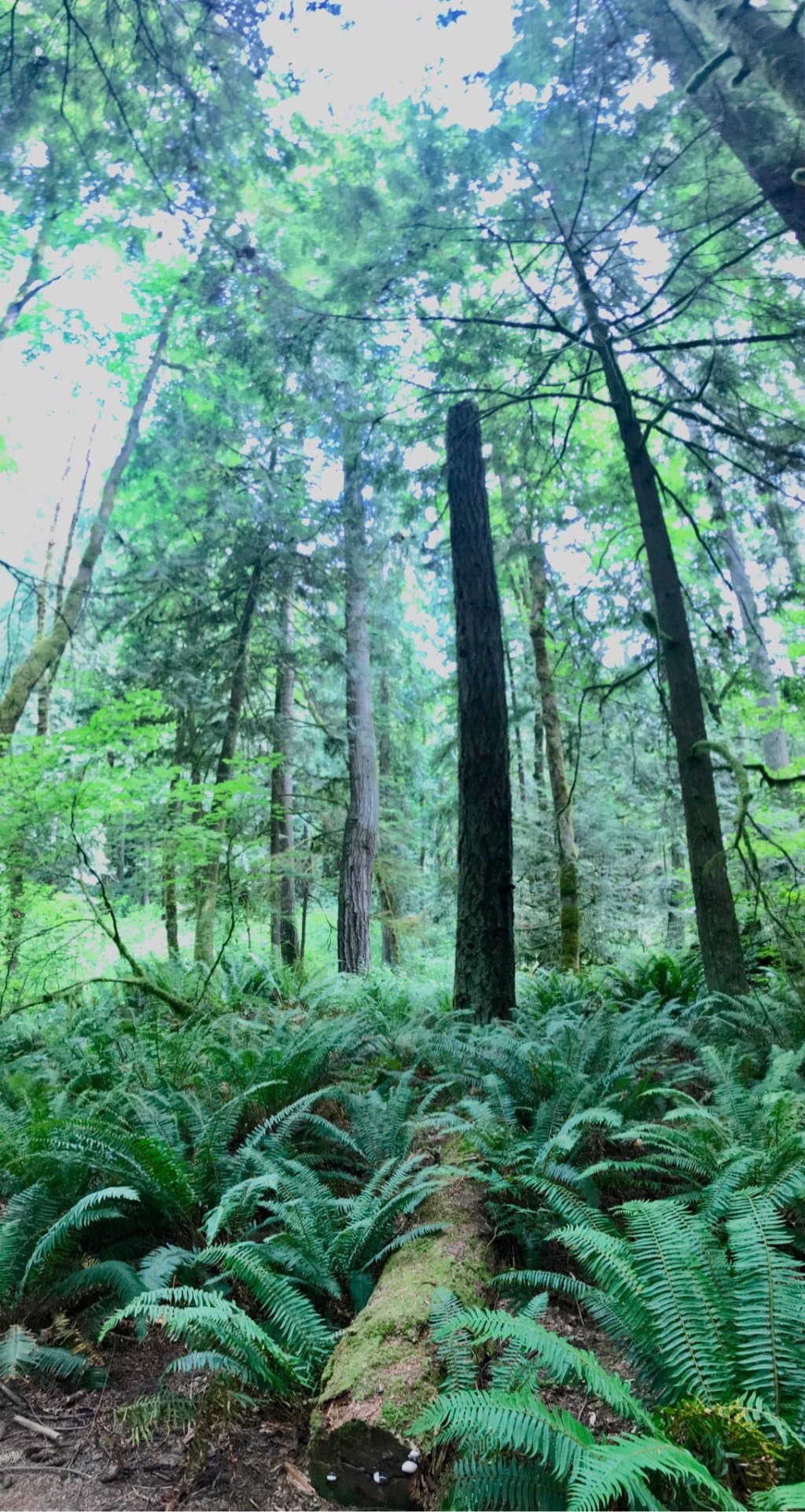 Squak Mountain State Park