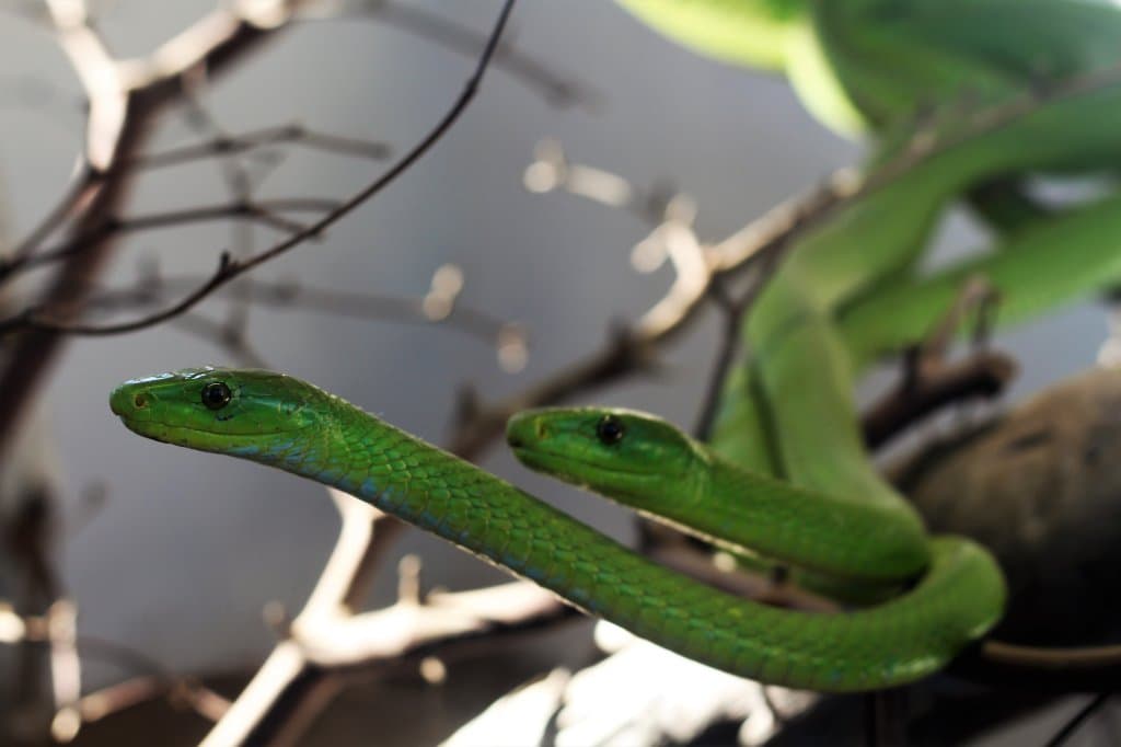 Green Mamba