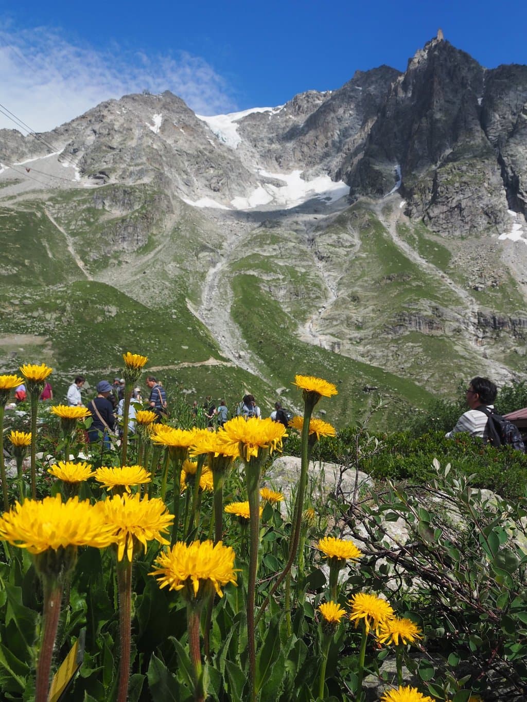 Saussurea Alpine Botanical Garden