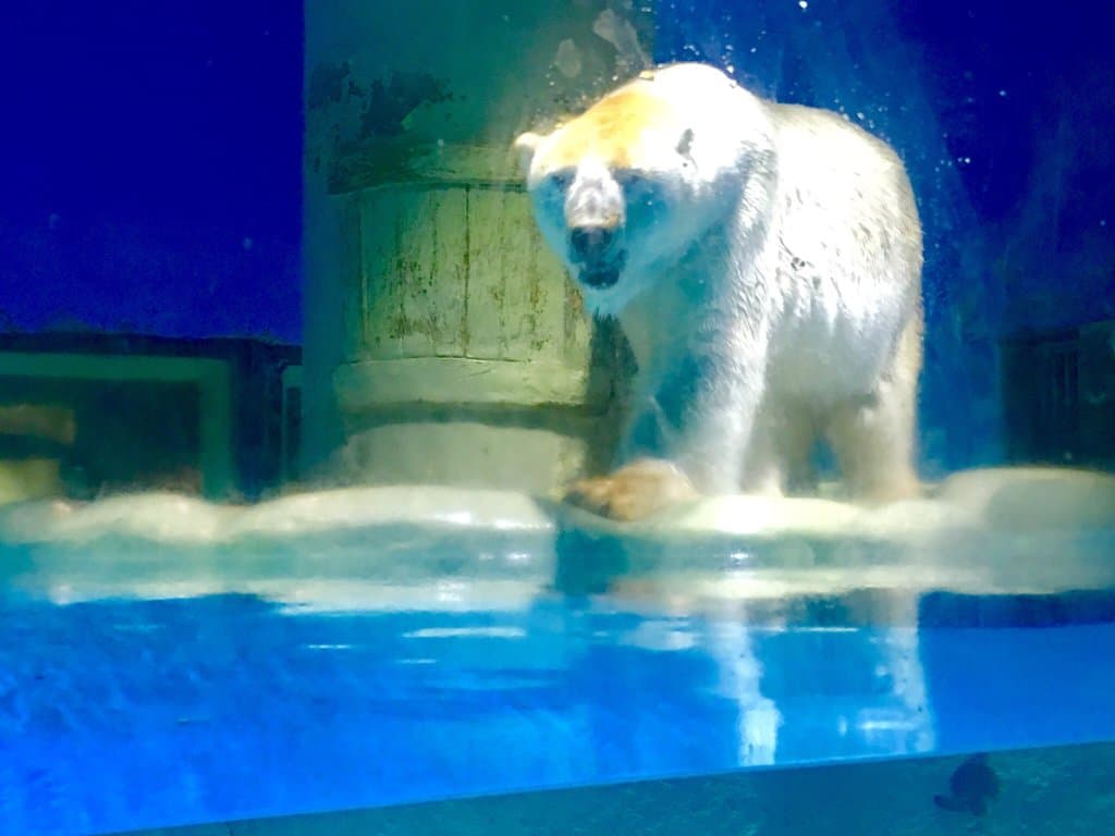 Sun Asia Polar World