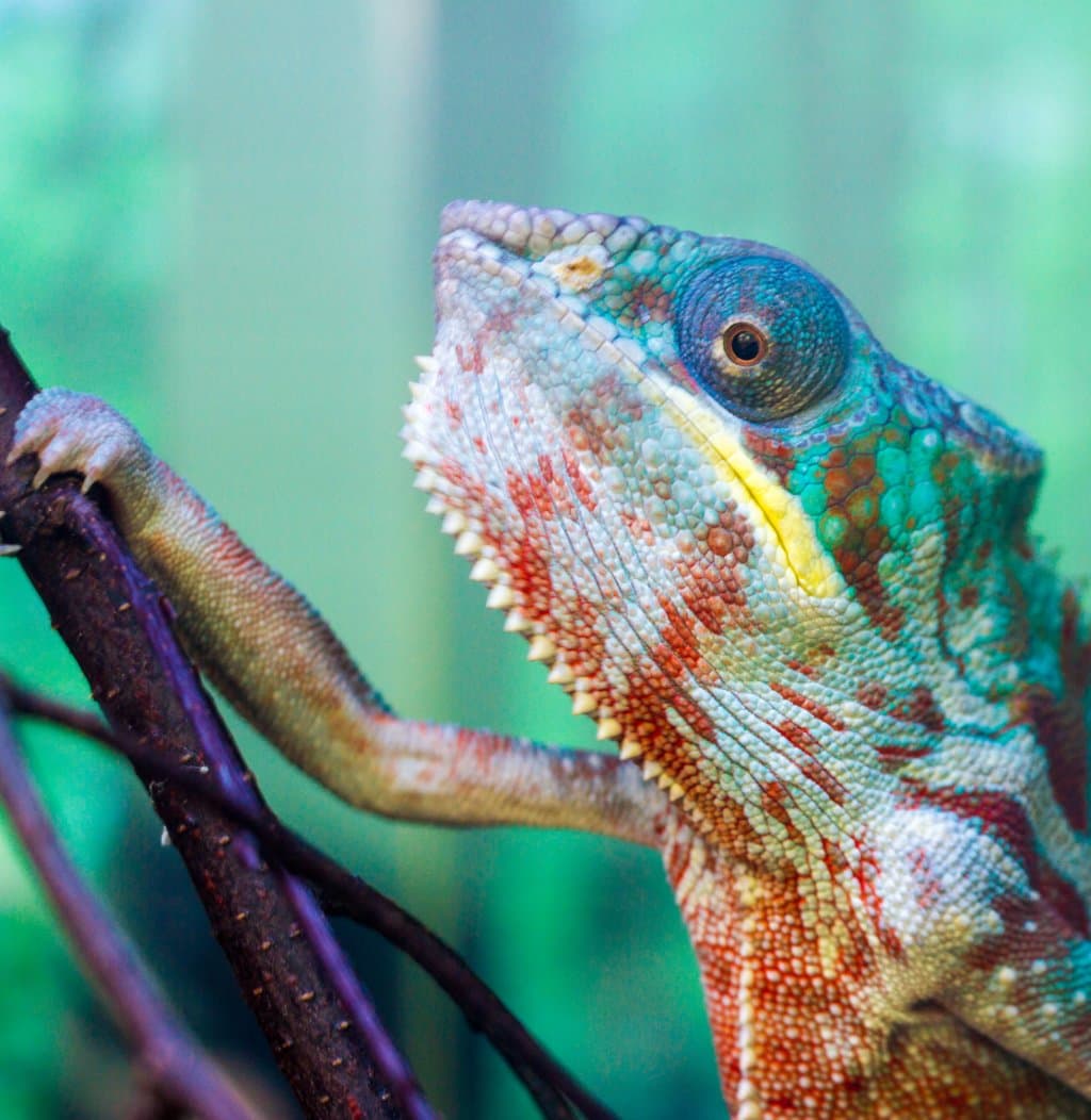Chameleon 