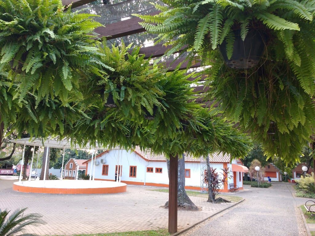 Samambaias