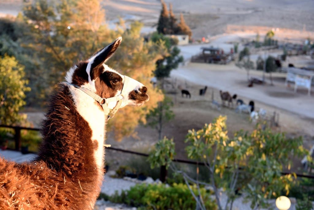 Alpaca FAlpaca Farm חוות האלפקותarm חוות האלפקות