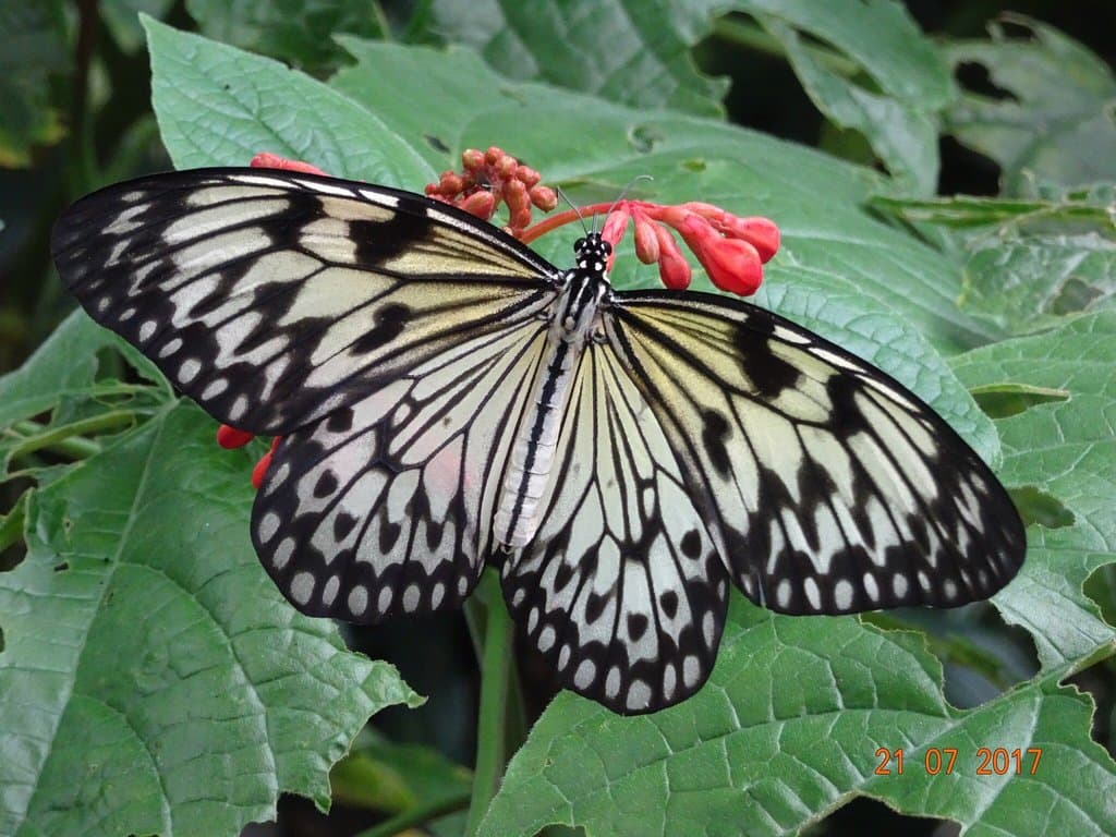 Victoria Butterfly Gardens
