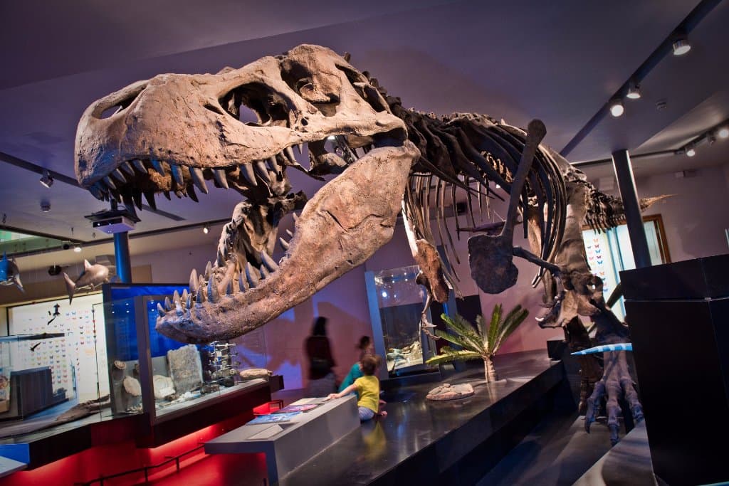 T. rex cast (original in the Museum of the Rockies)