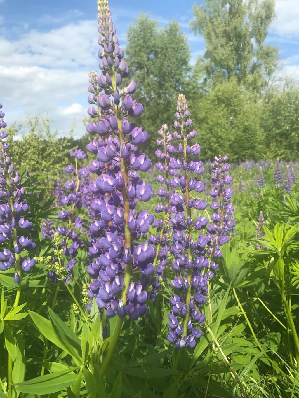 A.S. Pushkin Museum Torzhok