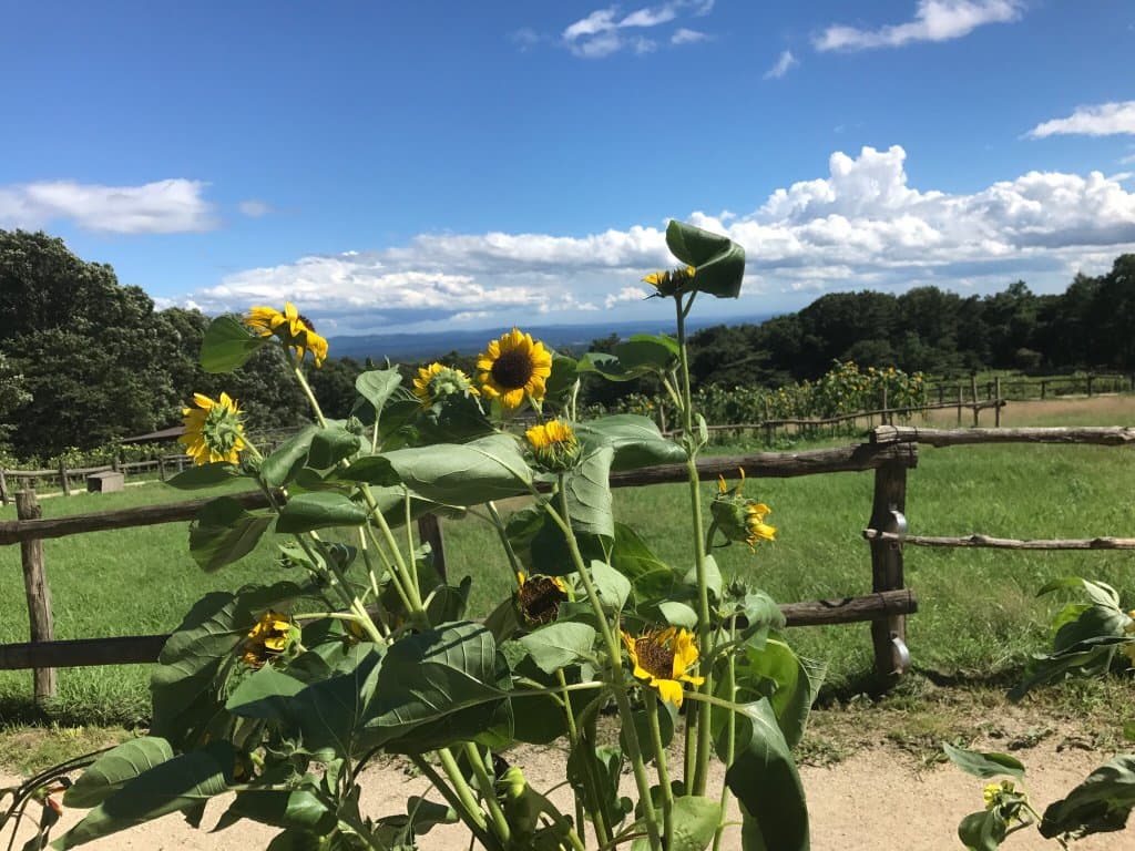Minamigaoka Dairy Farm