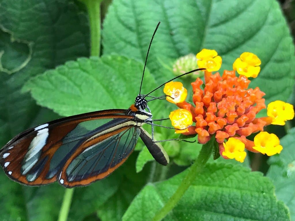 Monteverde Butterfly Gardens