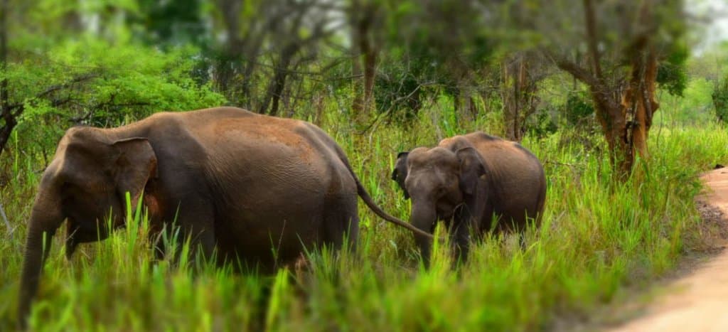 Wild Elephants