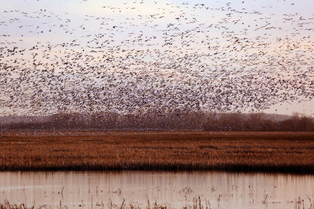 Flying down to land.