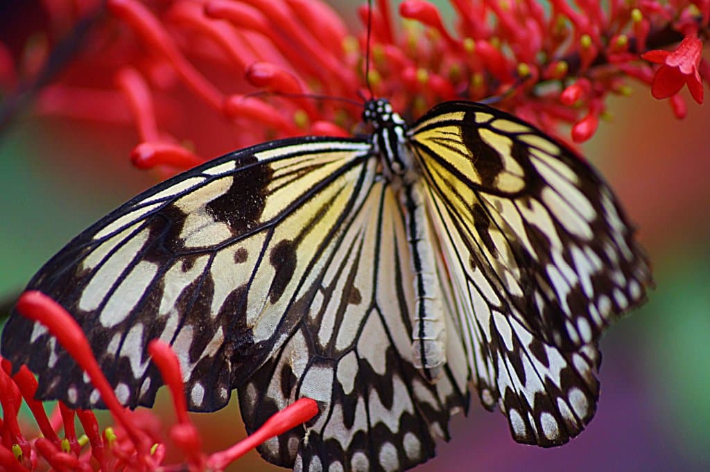 papillon