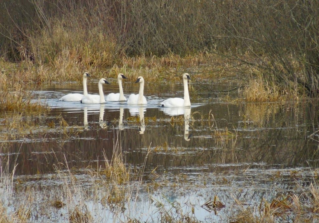 Trumpeter Swans entering Somenos Marsh in late Autumn