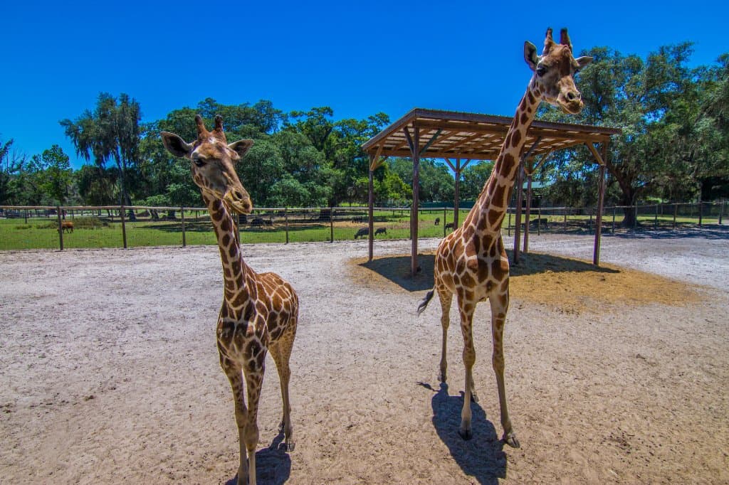 Giraffes galore!
