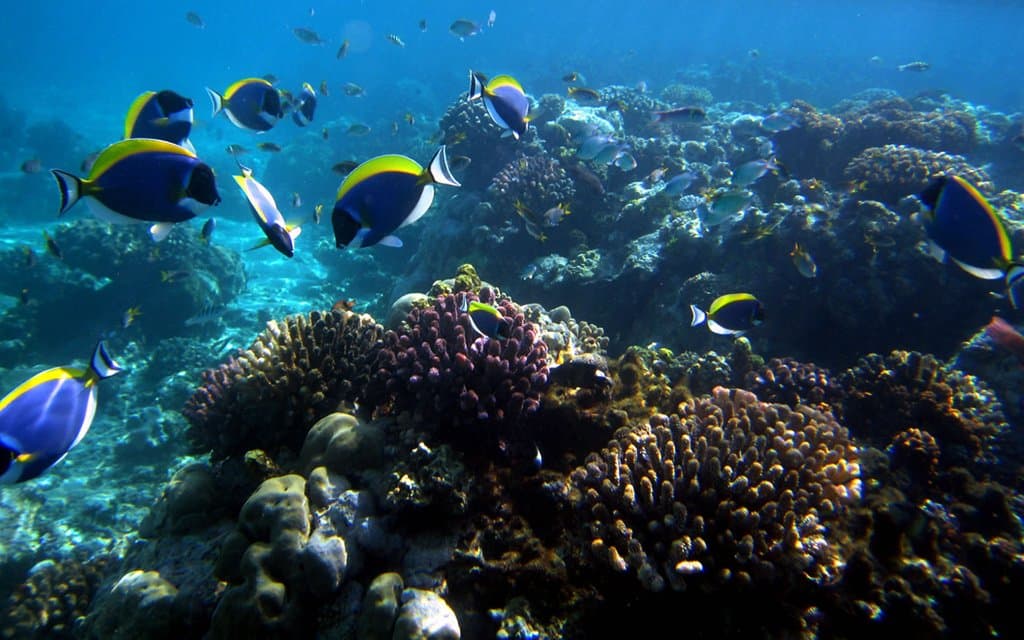 marine park mombasa