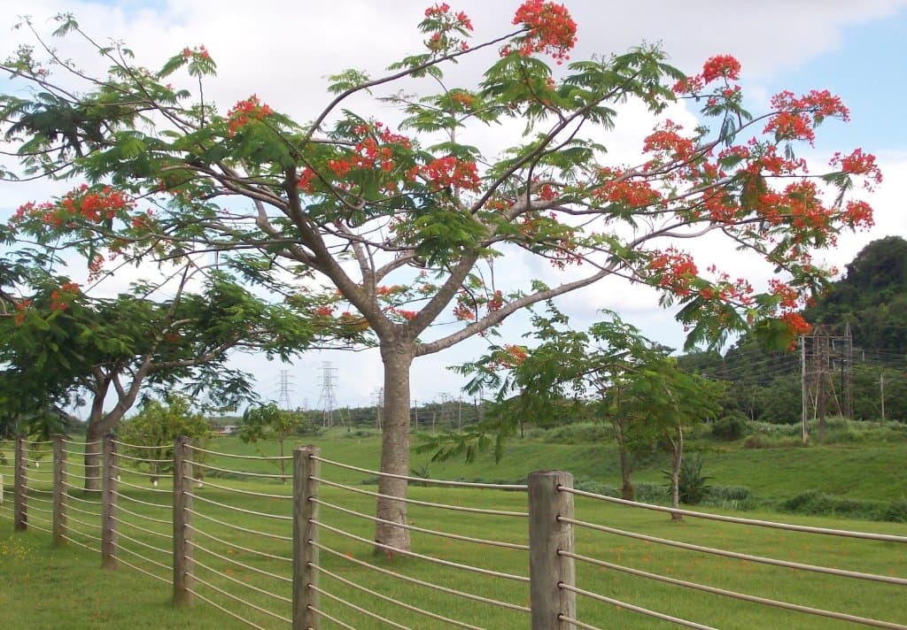 Parque Lineal del Río Otún
