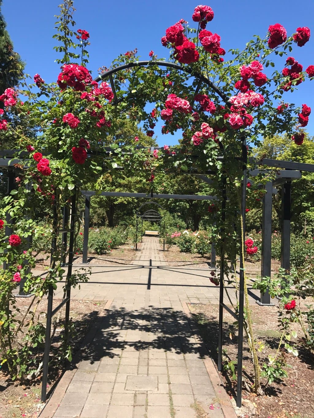 Avery Park Rose Garden