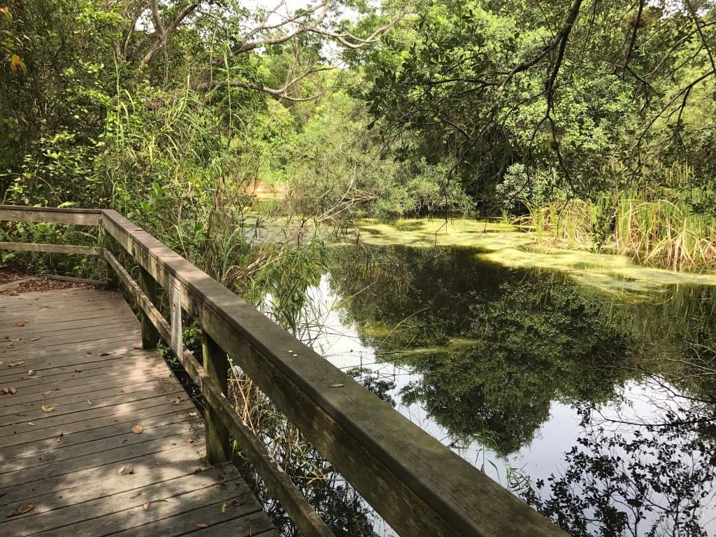 Gumbo Limbo Trail Everglades National Park