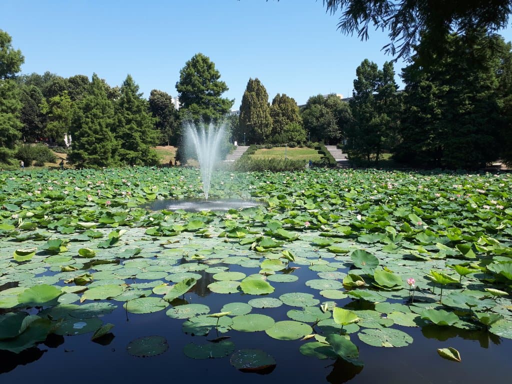 Egyptian lotuses, the pride of the park