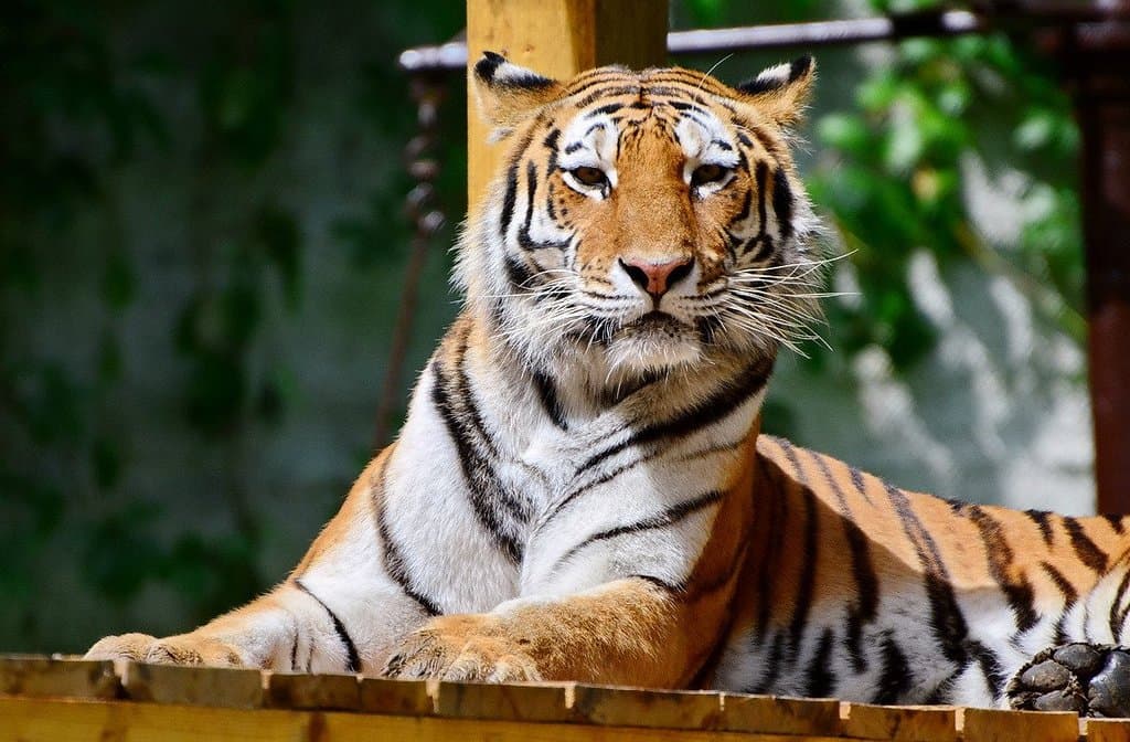 2017: Újra benépesült a tigriskifutó