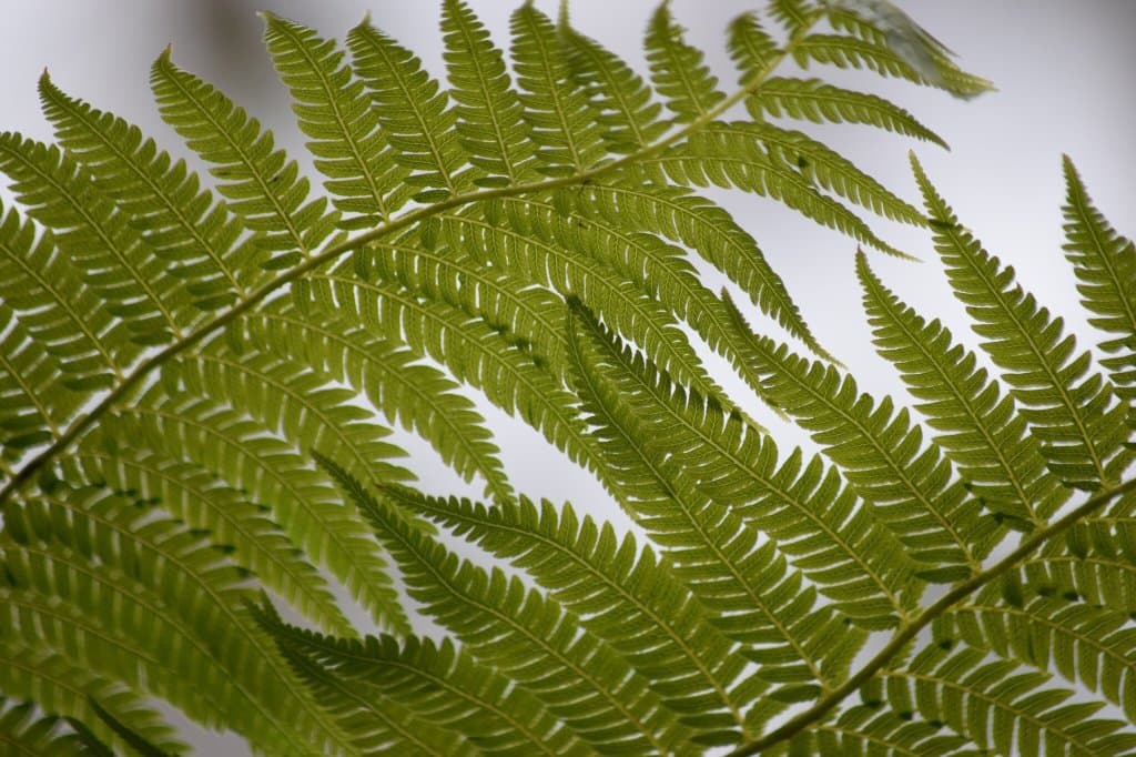 Wonderful place to walk , take a picnic, have some time out !